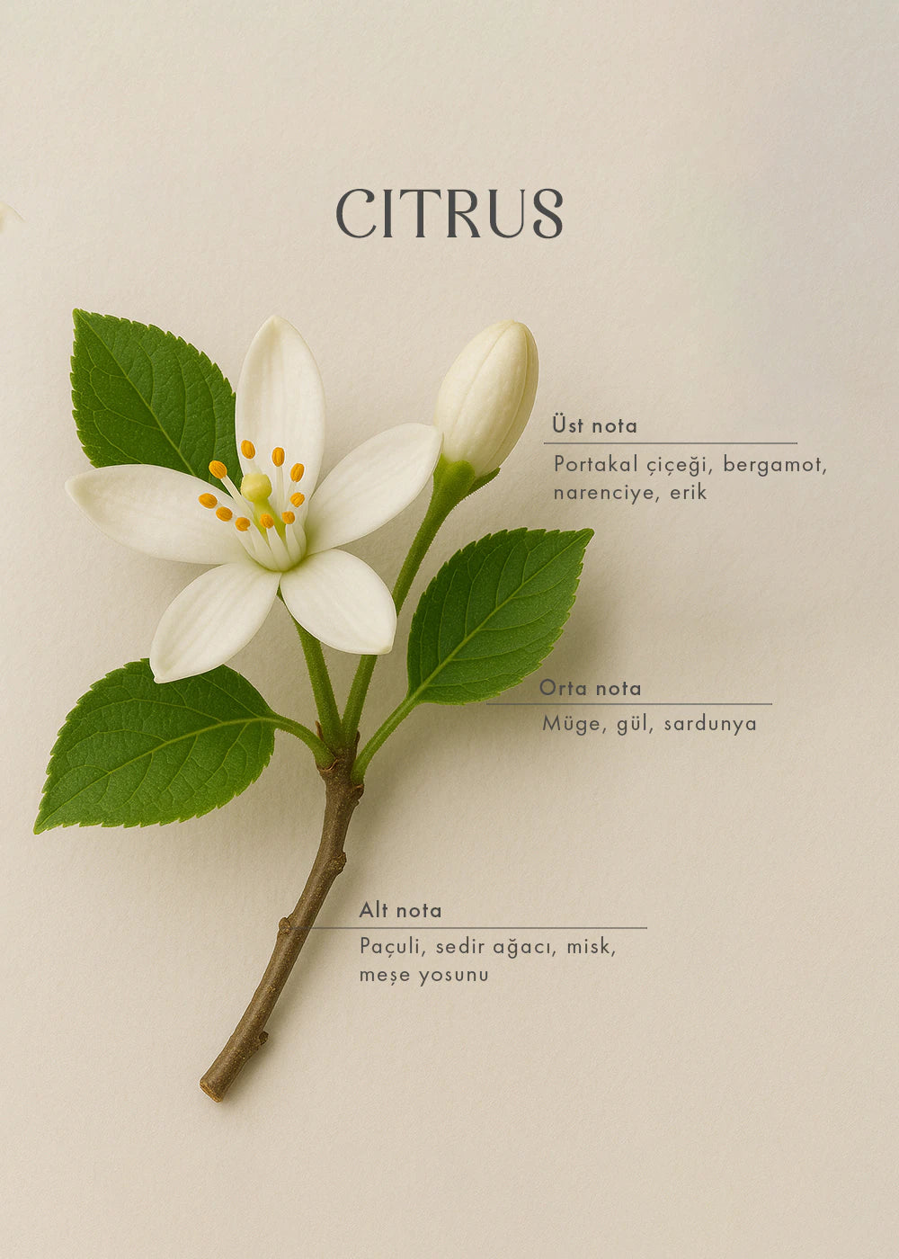 Citrus Oda Kokusu (250 ml) - 3