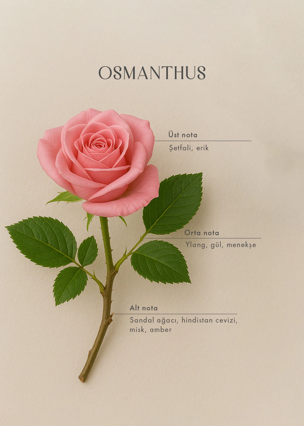 Osmanthus Oda Kokusu (250 ml) - 3