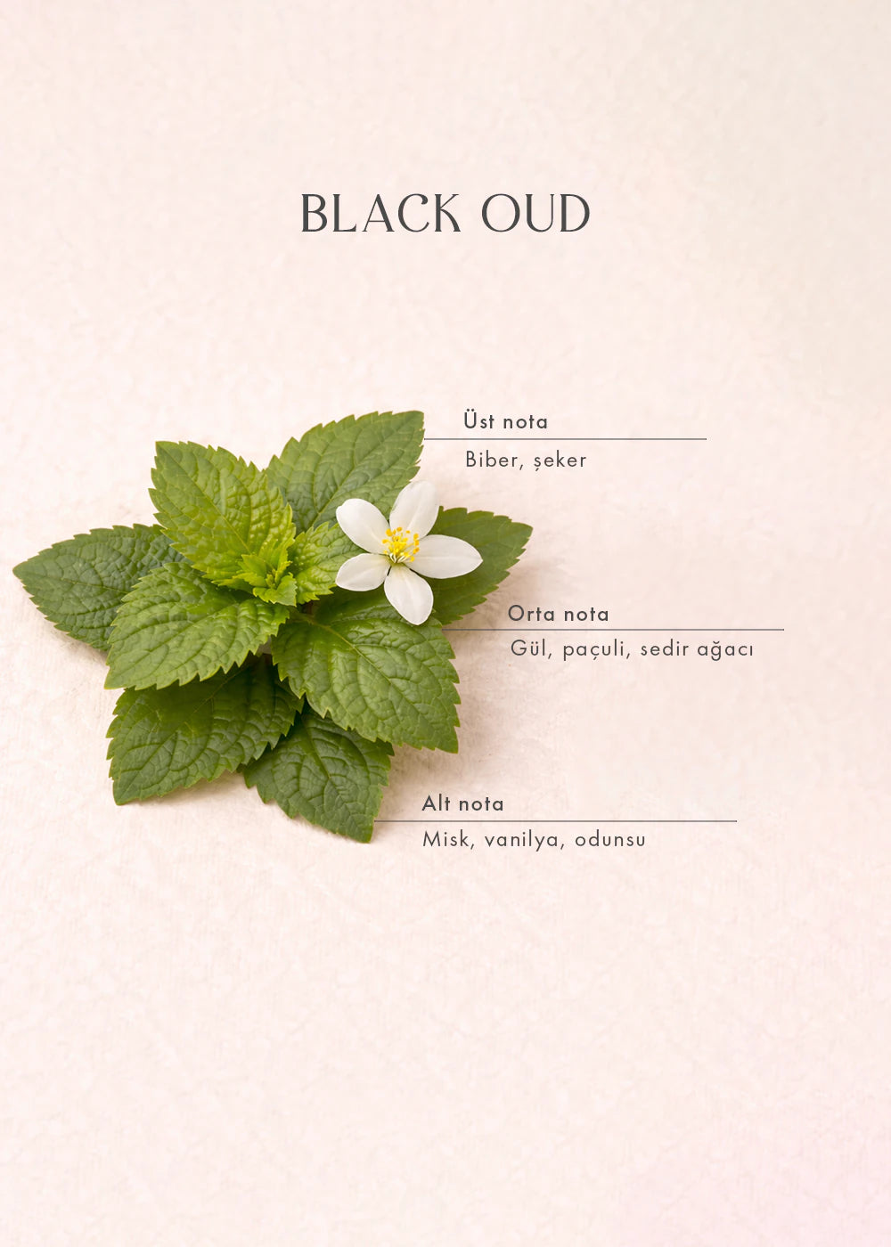 Black Oud Oda Kokusu (250 ml) - 3