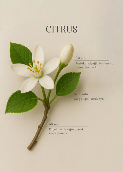 Citrus Ahşap Fitilli Soy Wax Mum
