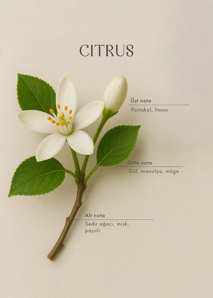 Citrus Ahşap Fitilli Soy Wax Mum