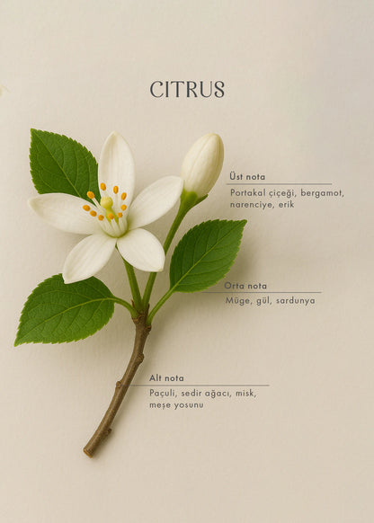 Citrus Oda Spreyi Siyah (500 ml)