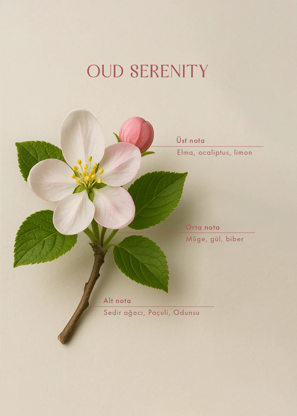 Oud Serenity Oda Kokusu Amber (100 ml) - 3