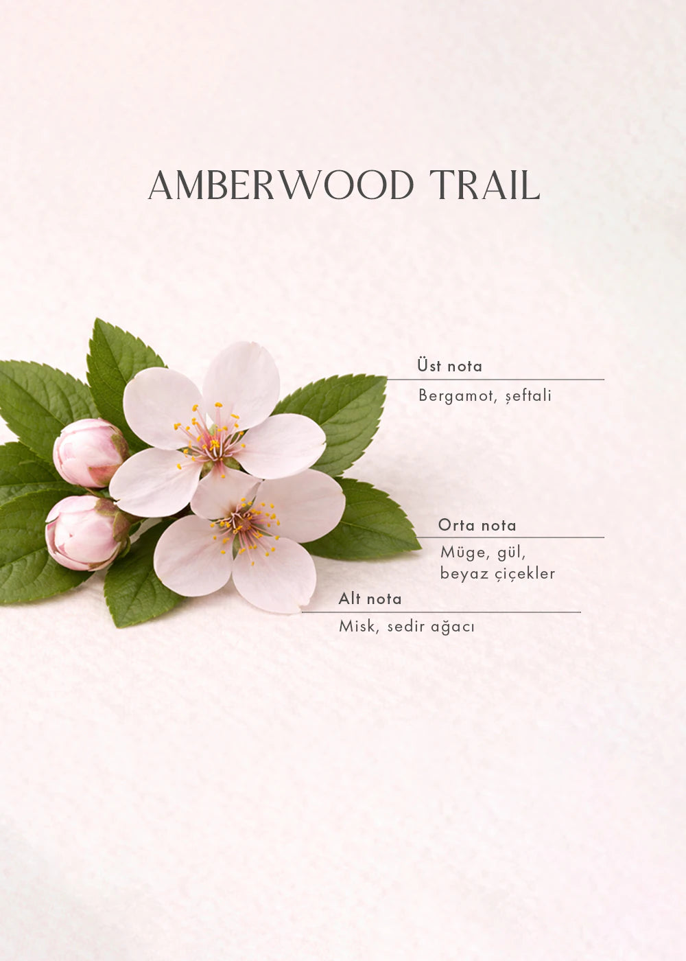 Amberwood Trail Oda Kokusu Sarı (100 ml) - 3