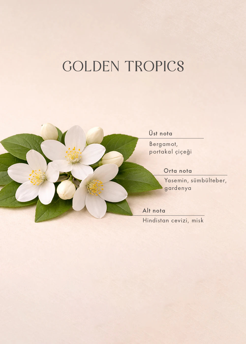 Golden Tropics Oda Kokusu Yeşil (100 ml) - 3