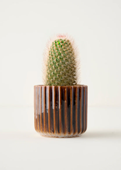 Lavea Seramik Saksı Gri (13x13x12 cm)